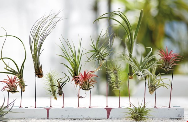 Luchtplantjes: stylish en hip groen zonder gedoe Luchtplantjes: stylish en hip groen zonder gedoe